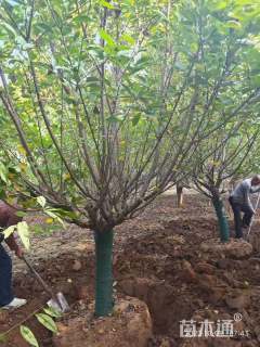 15公分日本晚樱