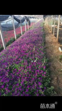 高度20厘米美女樱