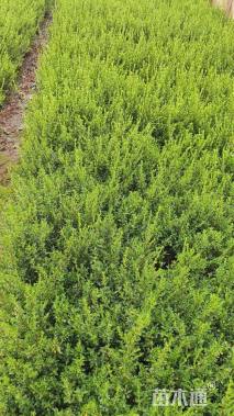 高度30厘米六月雪