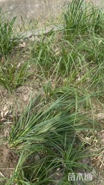 高度100厘米矮蒲苇