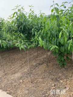 高度200厘米蜡梅