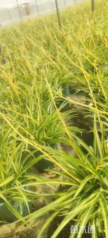 高度25厘米吊兰