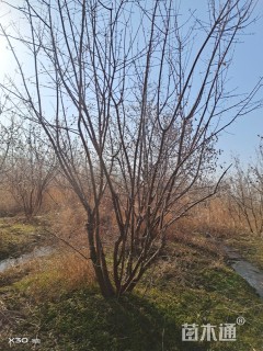 高度300厘米丛生茶条槭