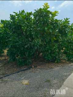 高度200厘米红心柚