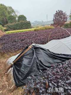 高度35厘米红花继木