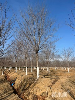 10公分江户彼岸樱