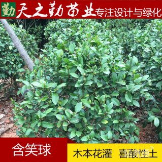 100厘米含笑球