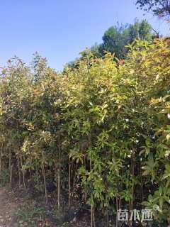 高度250厘米球花石楠