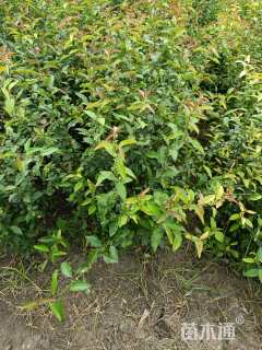 高度30厘米贴梗海棠