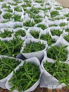 高度25厘米墨西哥鼠尾草