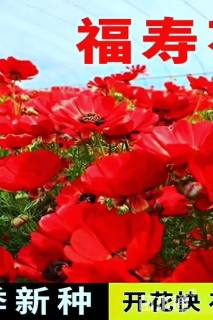 福寿花种子