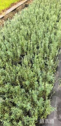 高度35厘米柳叶星河