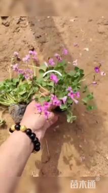 高度20厘米红花酢浆草