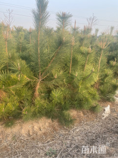 高度150厘米黑松