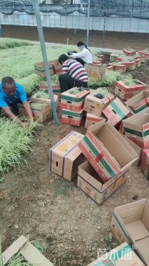 高度30厘米金叶苔草