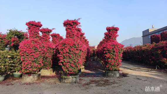 高度320厘米三角梅