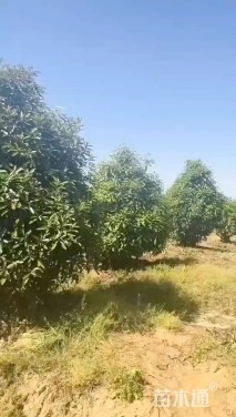 高度250厘米中华石楠