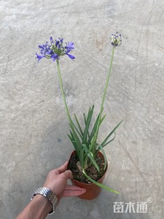 高度20厘米百子莲
