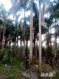 裸干高600厘米大王椰子