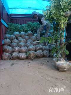 高度90厘米牡丹