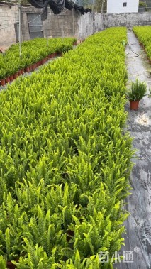 高度30厘米肾蕨