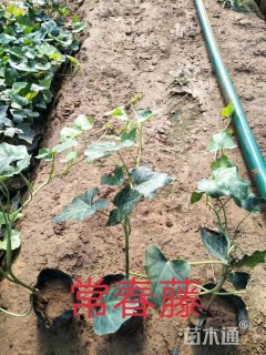 40厘米常春藤
