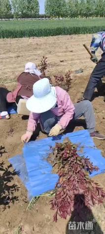 0.6公分紫叶矮樱