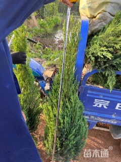 高度130厘米河南桧