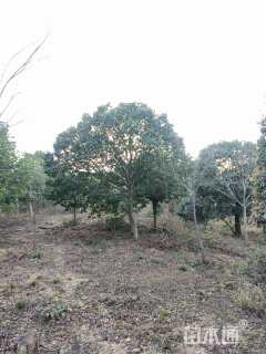 18公分红果冬青