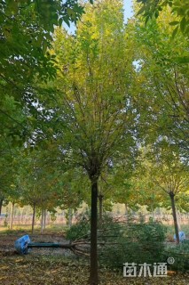 16公分速生白蜡