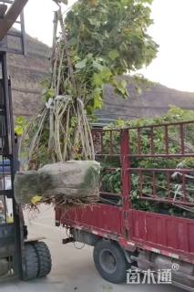 高度150厘米木芙蓉