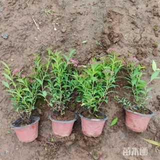 高度25厘米粉花绣线菊