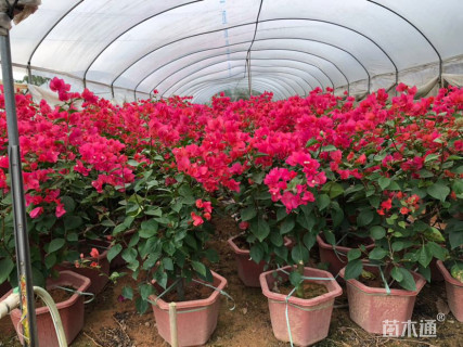 高度70厘米三角梅