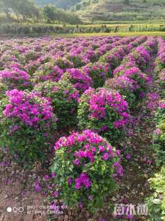 高度100厘米花叶勒杜鹃