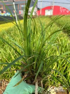 高度50厘米崂峪苔草