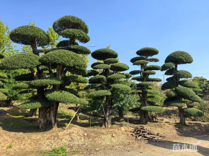 45公分对节白蜡