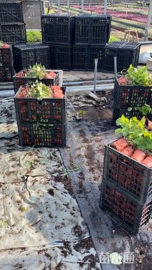 高度20厘米矾根