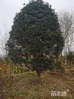 20公分桂花