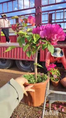 高度150厘米三角梅