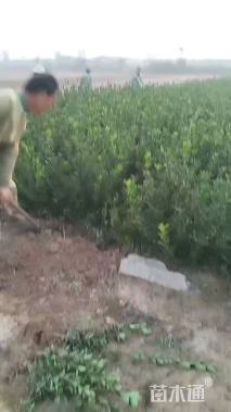 高度50厘米大叶黄杨小苗