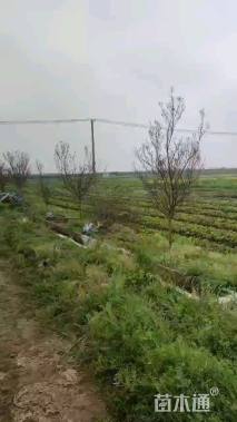 高度250厘米天鹅绒紫薇