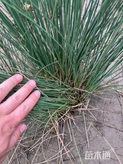 高度50厘米灯心草