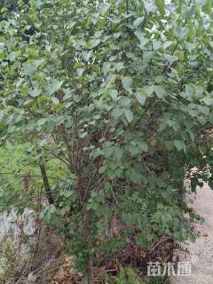 高度200厘米丁香