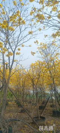 12公分黄花风铃木