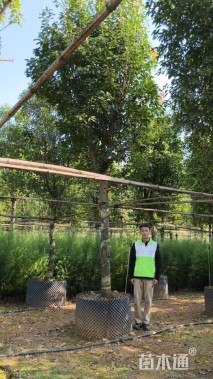 高度500厘米球花石楠