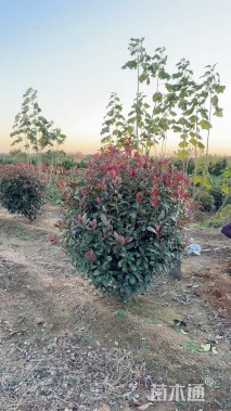 冠幅120厘米红叶石楠球