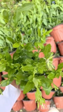 高度25厘米蓝雪花