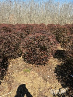 高度80厘米小丑火棘球