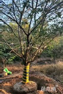 12公分染井吉野樱