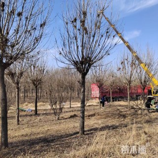 12公分秋紫白蜡